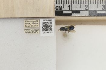 Media type: image;   Entomology 795052 Aspect: Labels